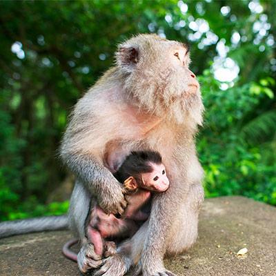 Monkey forest Ubud