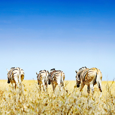 Safari en vacances en Tanzanie